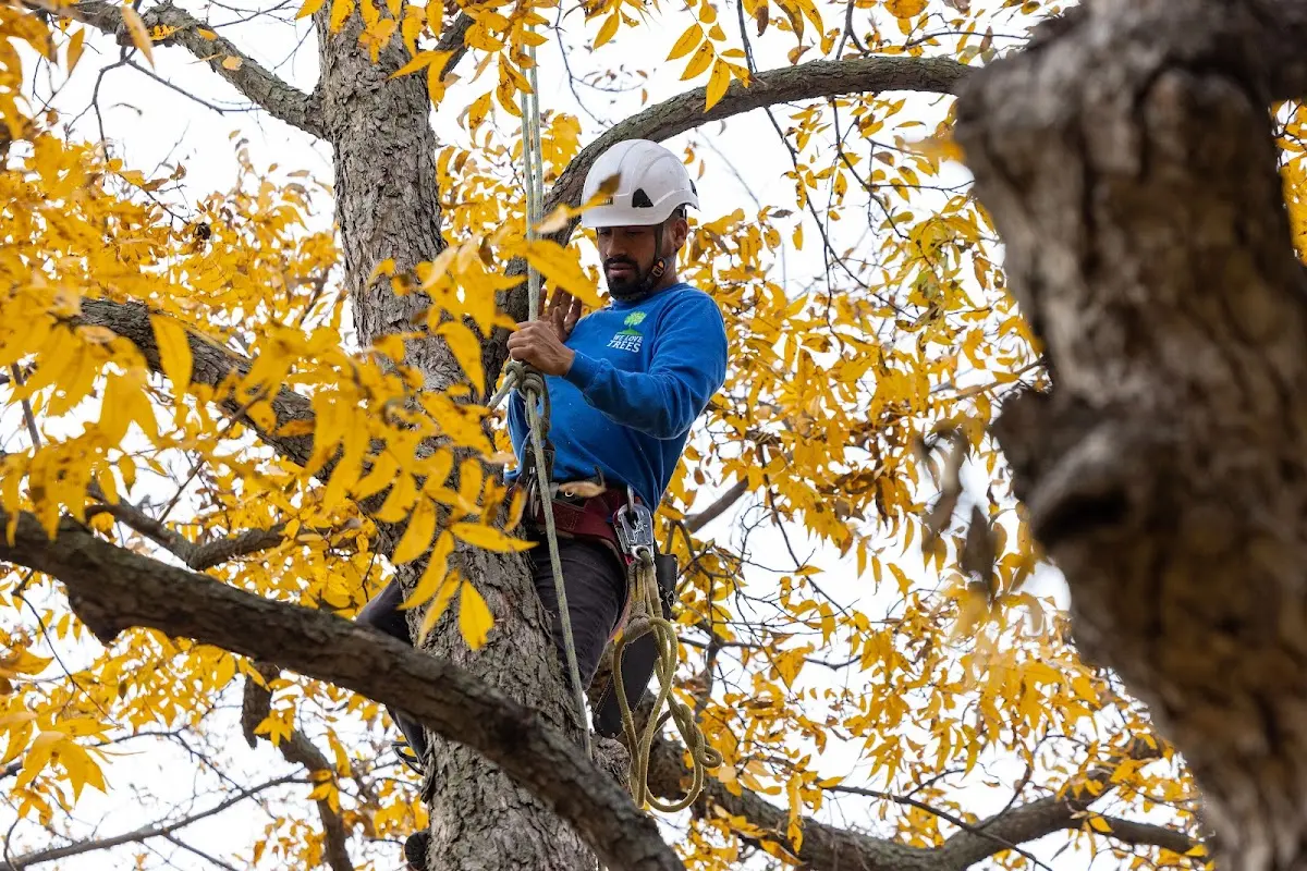 Skilled Tree Pruning crew working in Lexington