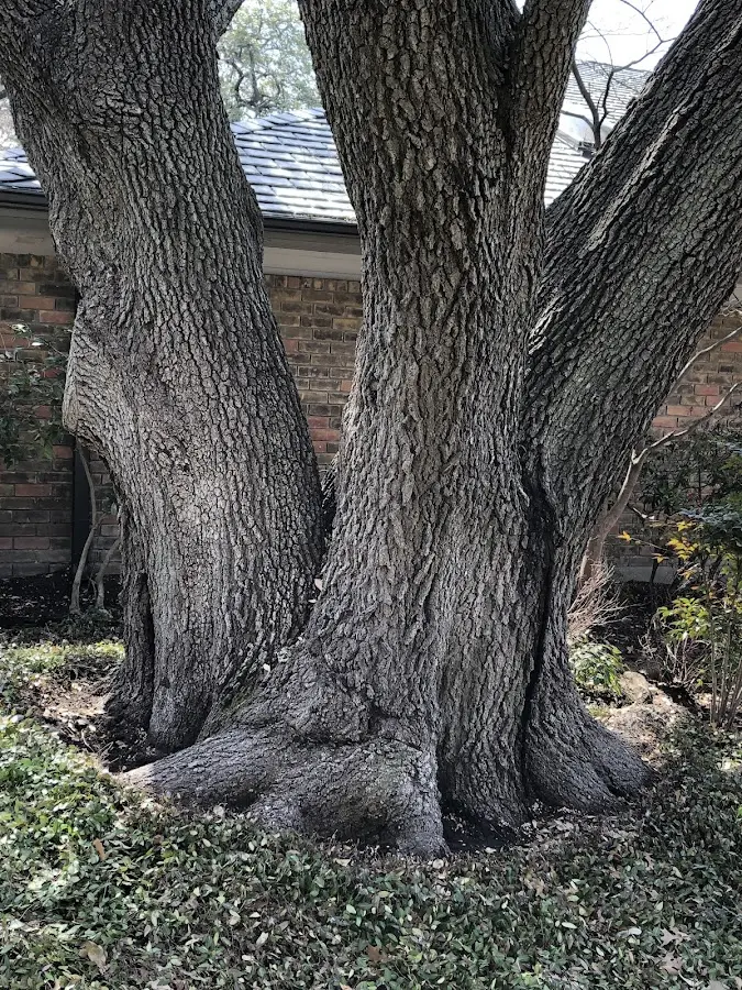 Mature heritage tree close to a Lexington property cared for by certified arborists